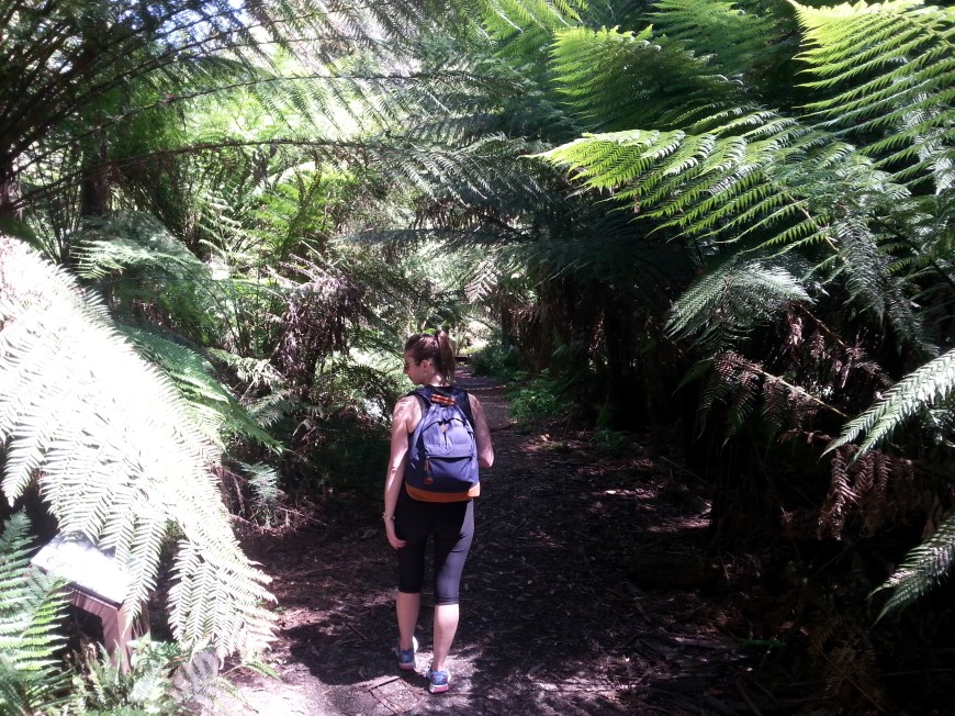 Giant ferns in Sherbrooke Forest Loop